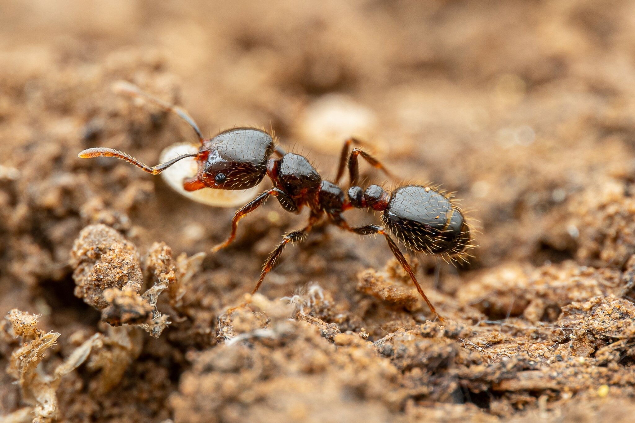 Southern Fire Ant