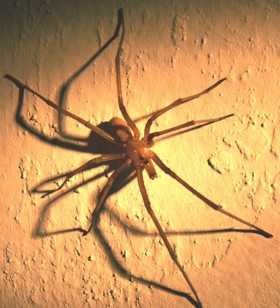 Southern House Spider