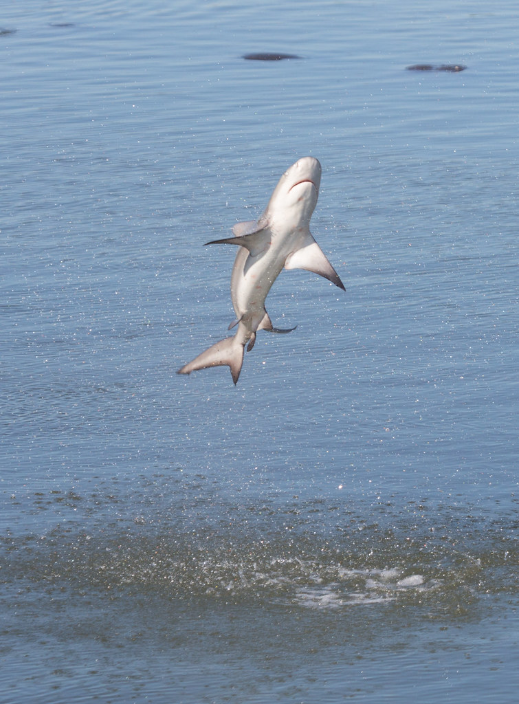 Spinner Shark