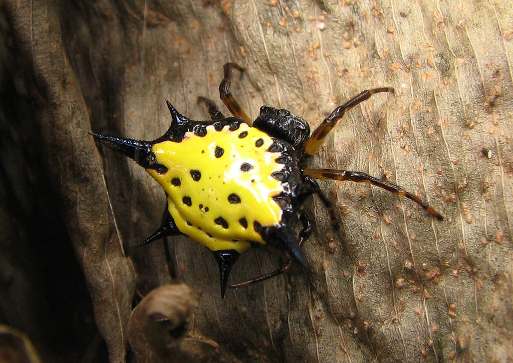 Spiny-Backed Orb-Weaver