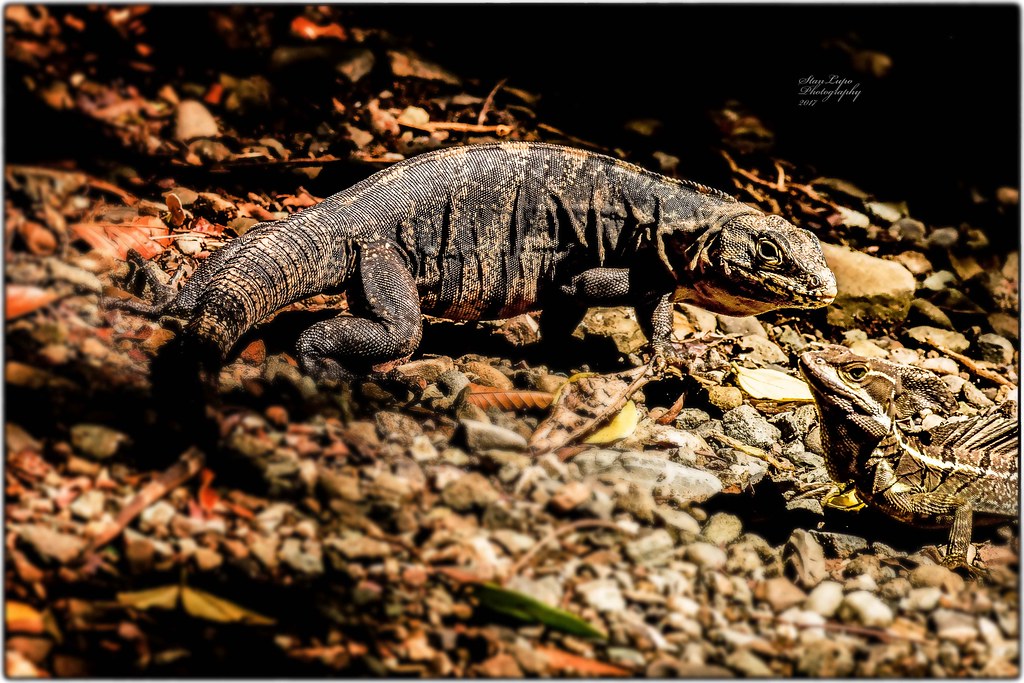 Spiny-Tailed Iguana