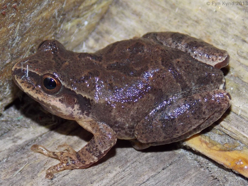 Spring Peeper (Pseudacris crucifer)