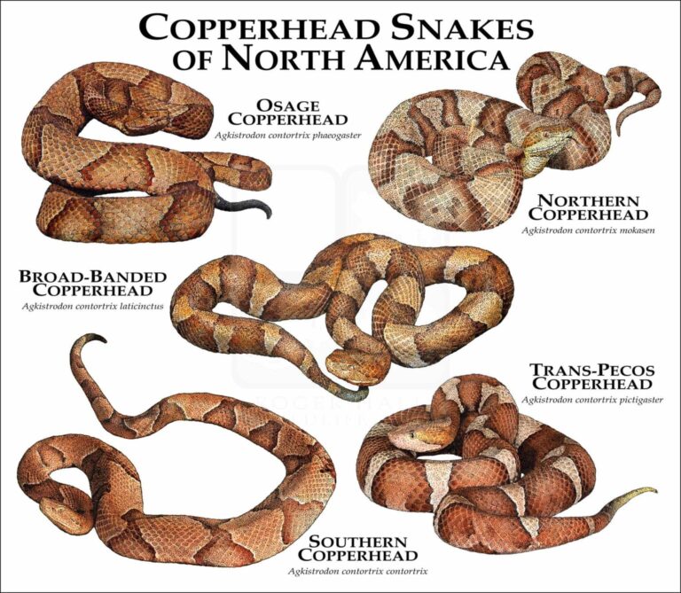 14 States with Multiple Copperhead Species: Complete Distribution Guide