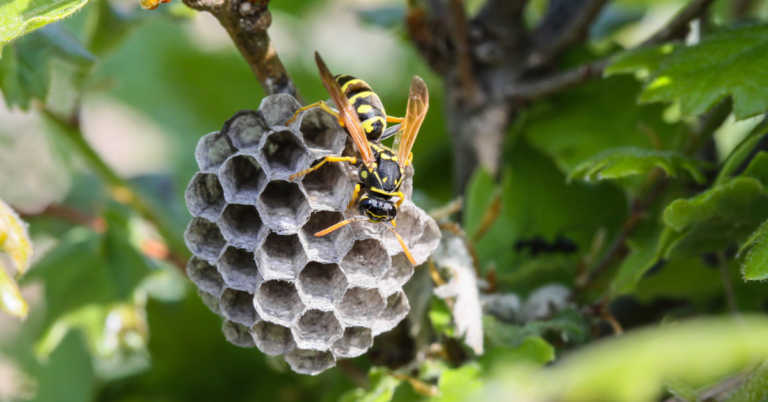 11 Dangerous Stinging Insects in Washington State: Complete Safety & Identification Guide