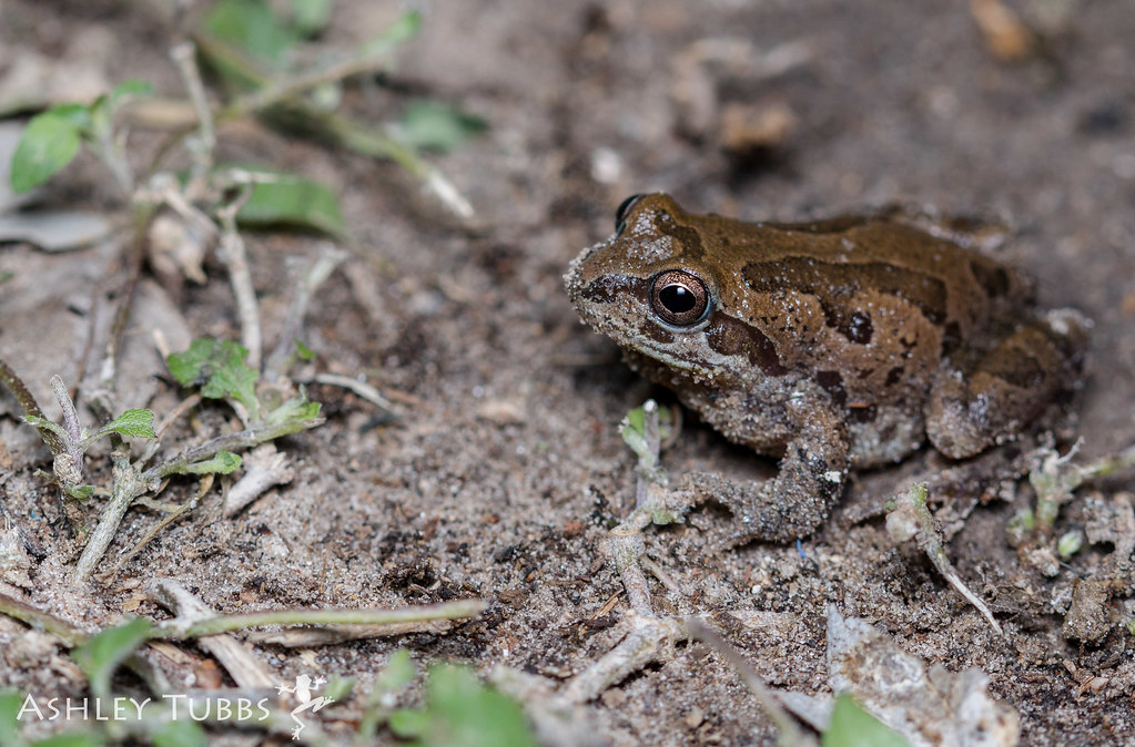 Strecker's Chorus Frog