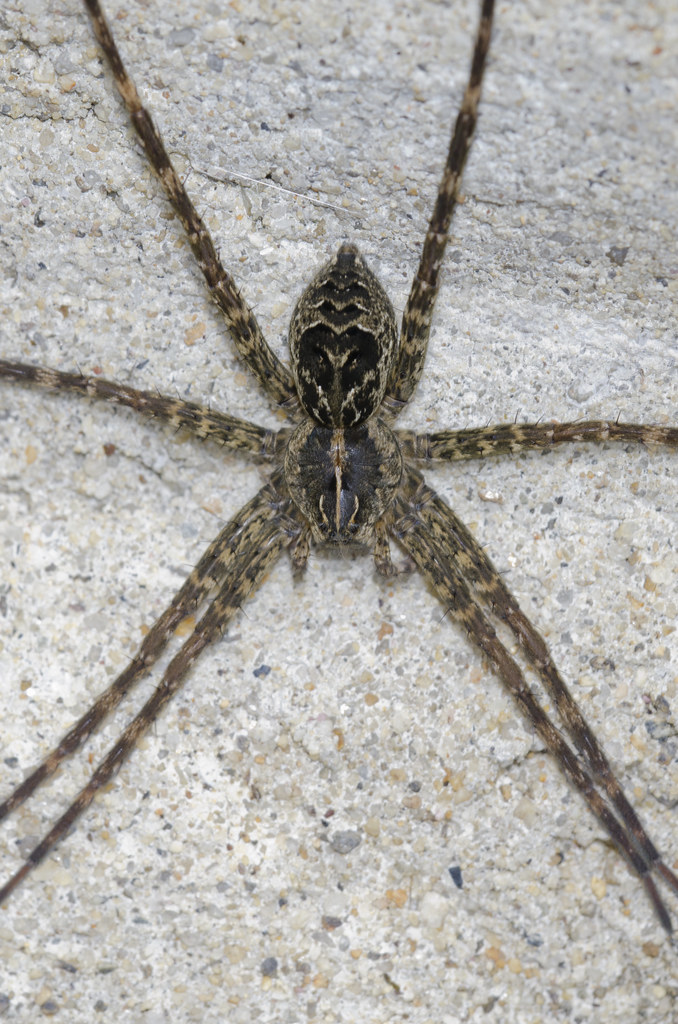 Striped Fishing Spider