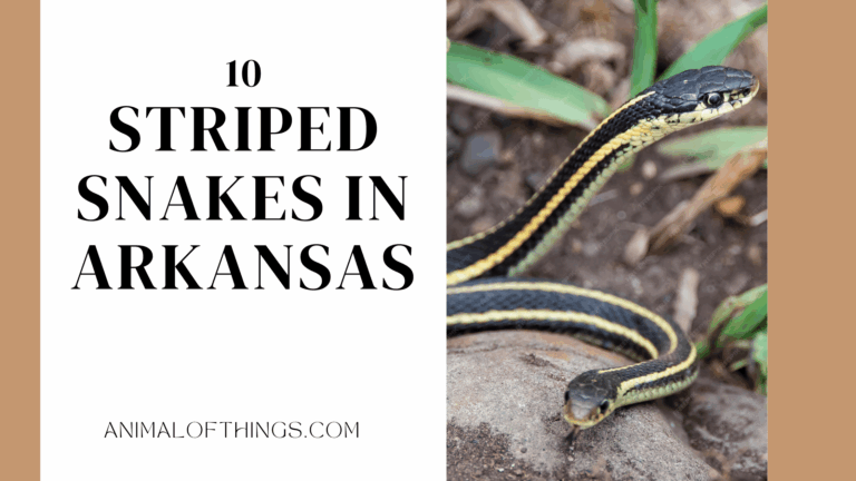 10 Striped Snakes in Arkansas Every Homeowner Should Recognize
