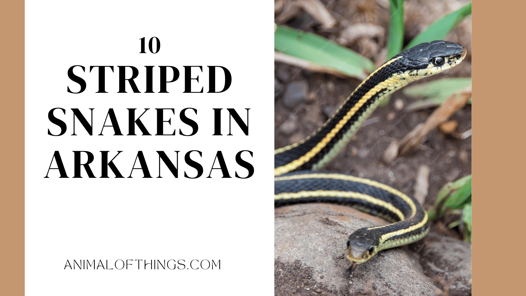 striped snakes in arkansas