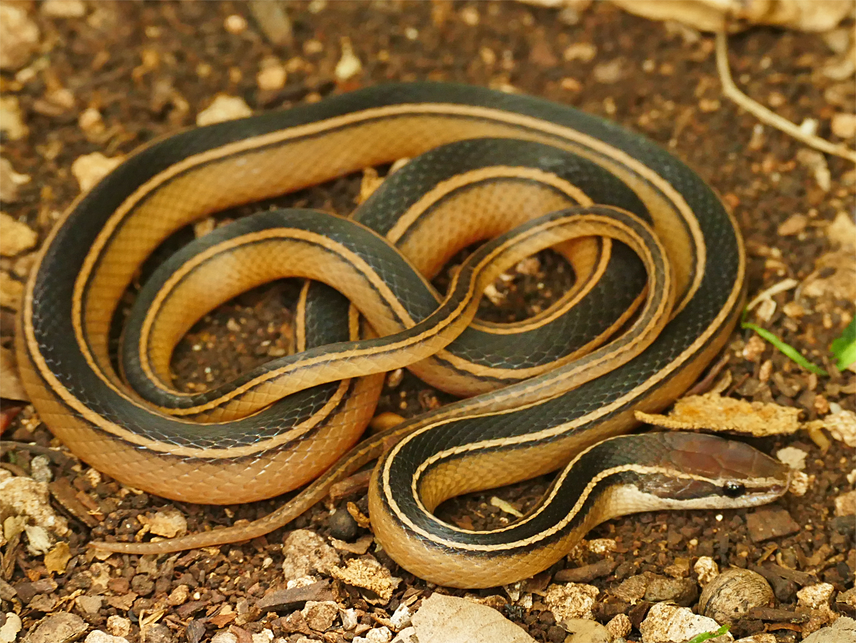 striped snakes in florida