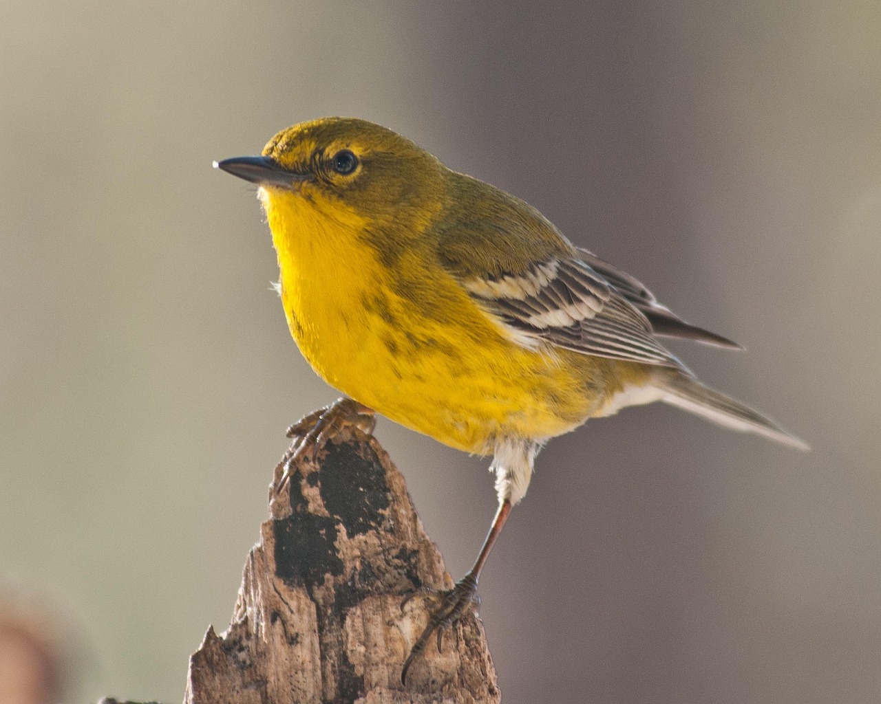 Stunning Warblers in North Carolina
