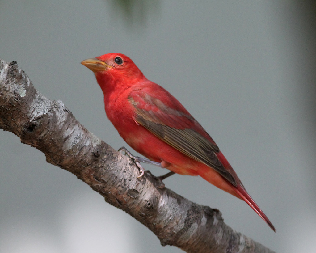 Summer Tanager