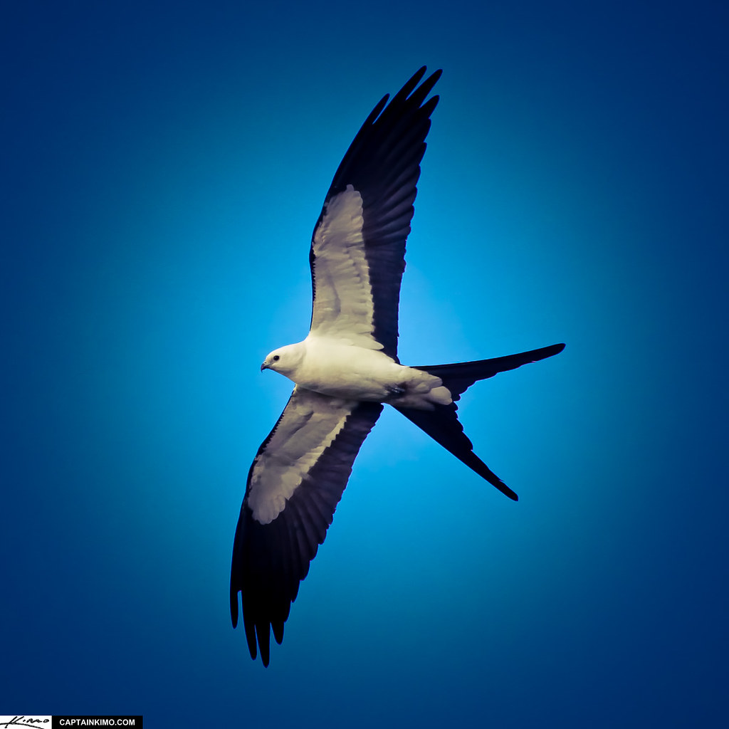 Swallow-tailed Kite