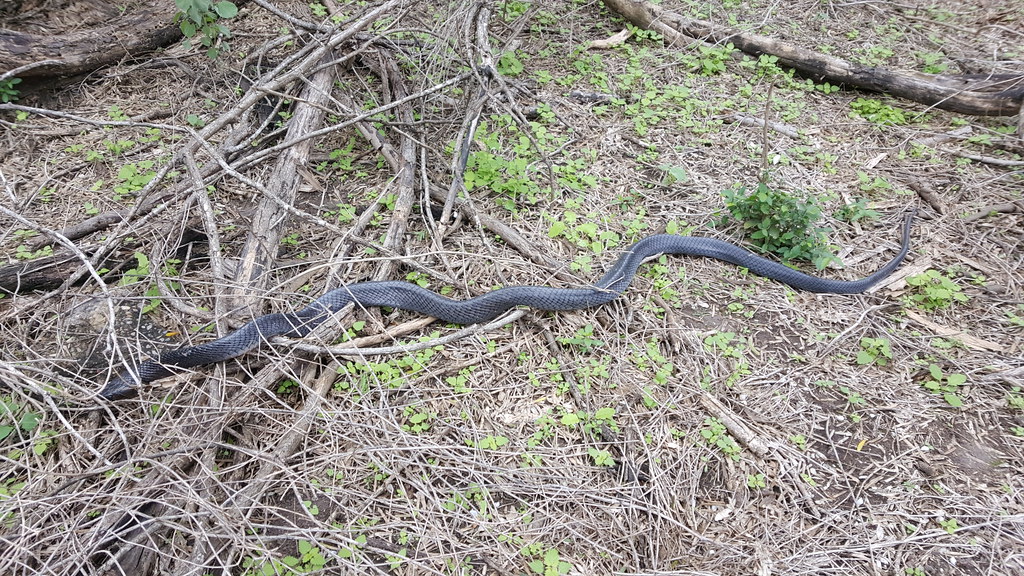 Texas Indigo Snake