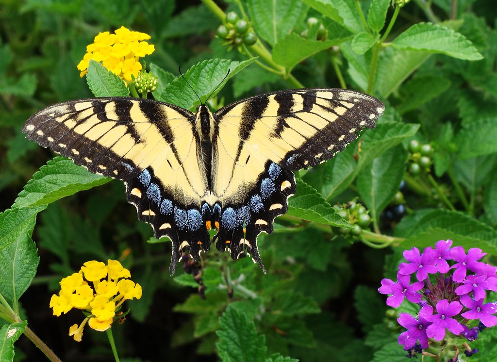 Tiger Swallowtail Butterfly