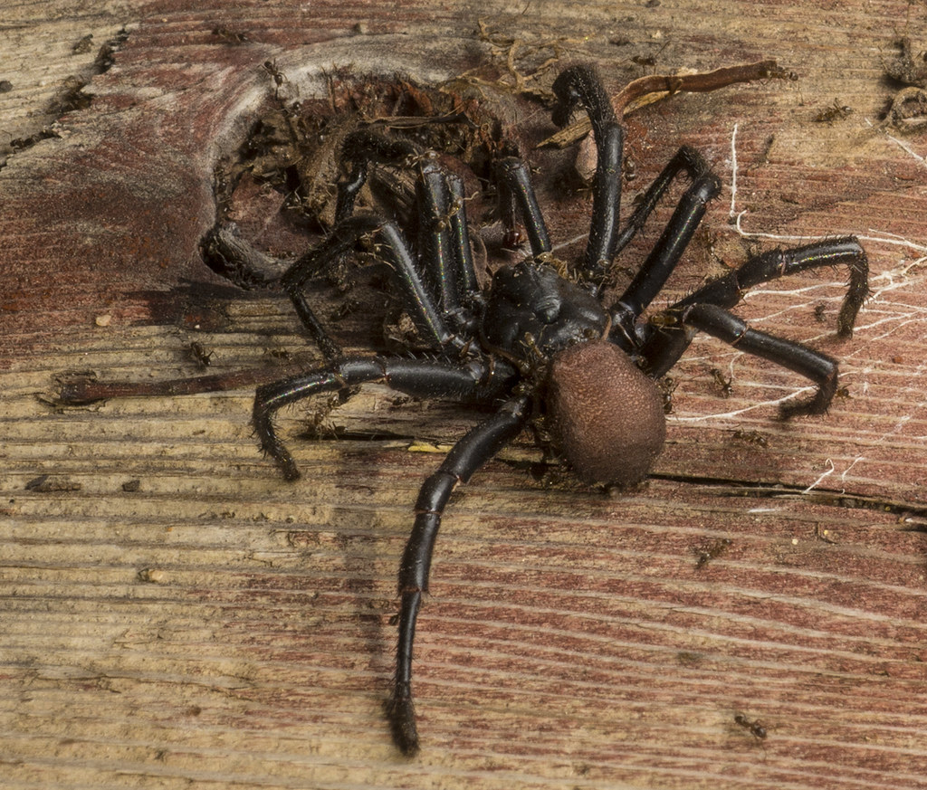 Trapdoor Spider