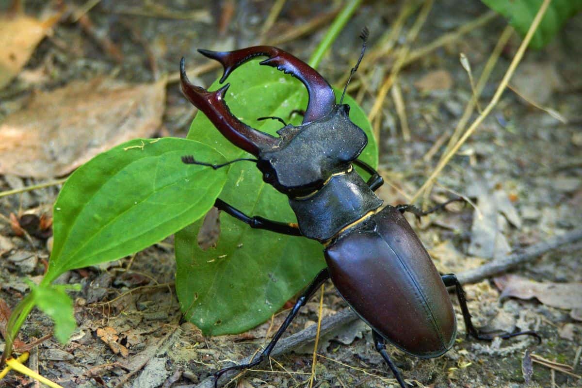 types of beetles with horns