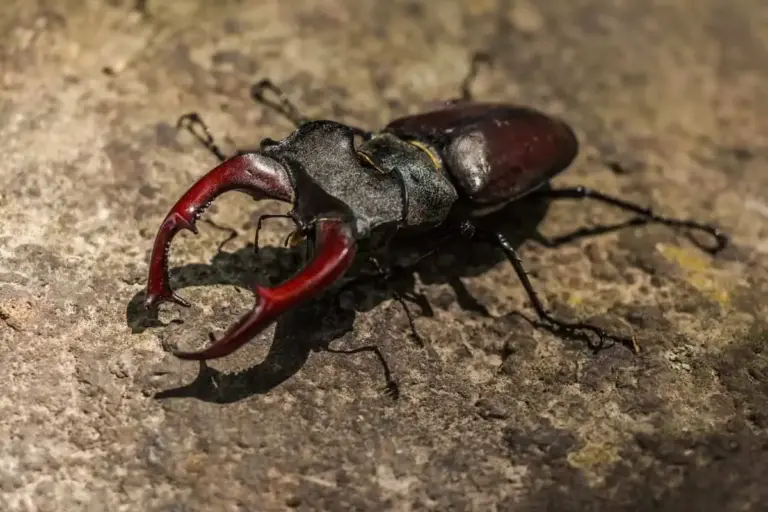 Types of Beetles with Pincers: A Complete Guide to Nature’s Armored Warriors