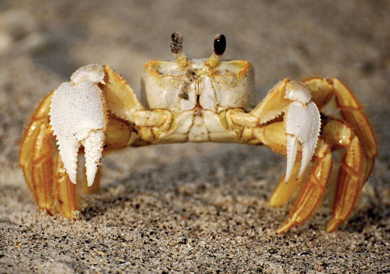 8 Types of Crabs in Virginia: Complete Species Guide with Identification Tips