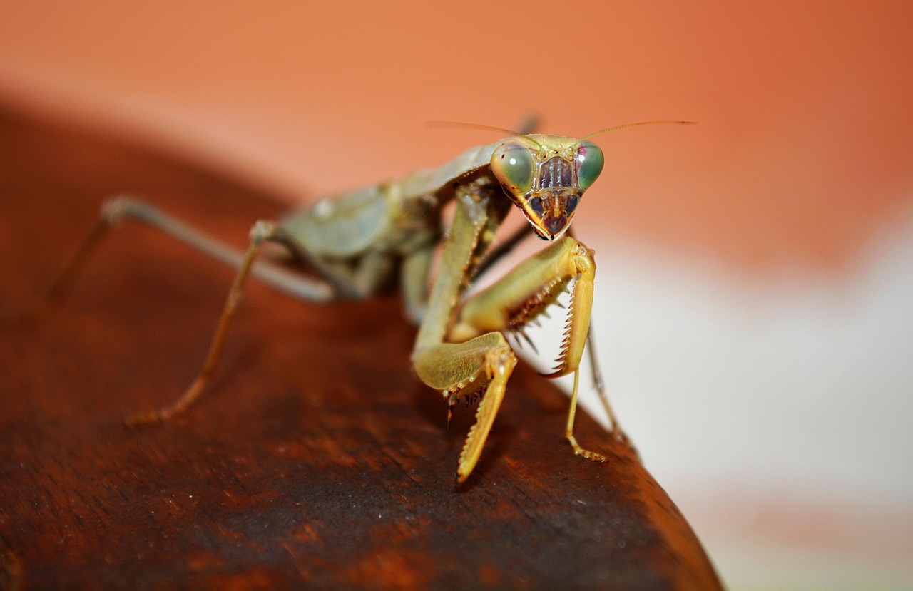 Types of Crickets in Maryland