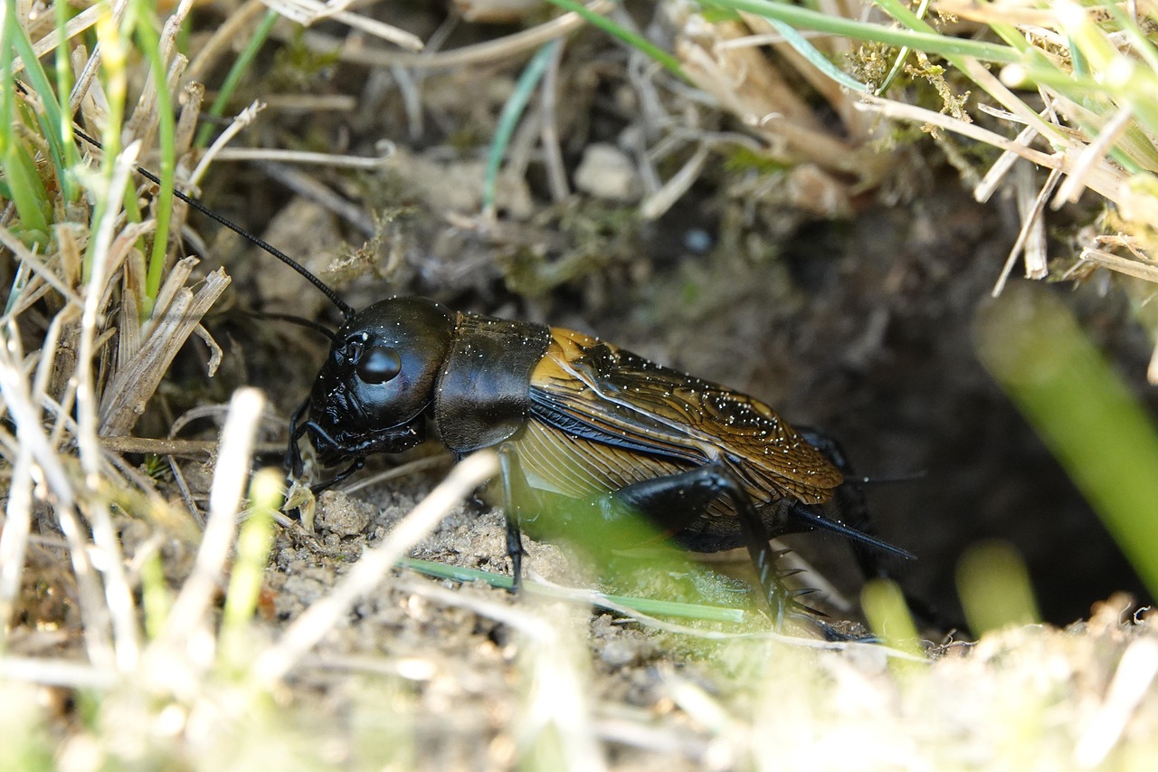 types of crickets in missouri
