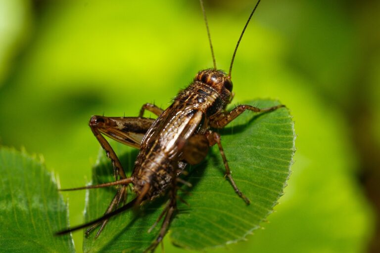 Types of Crickets in Texas: A Complete Guide to Common Species