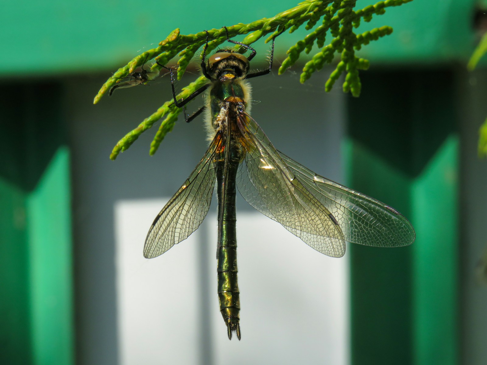 Types of Dragonflies in Illinois