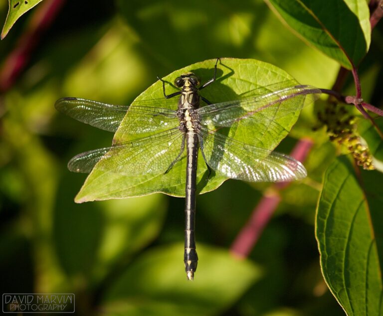 Types of Dragonflies in Michigan