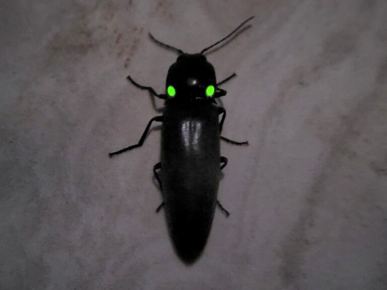 10 Types of Glowing Insects That Illuminate the Natural World
