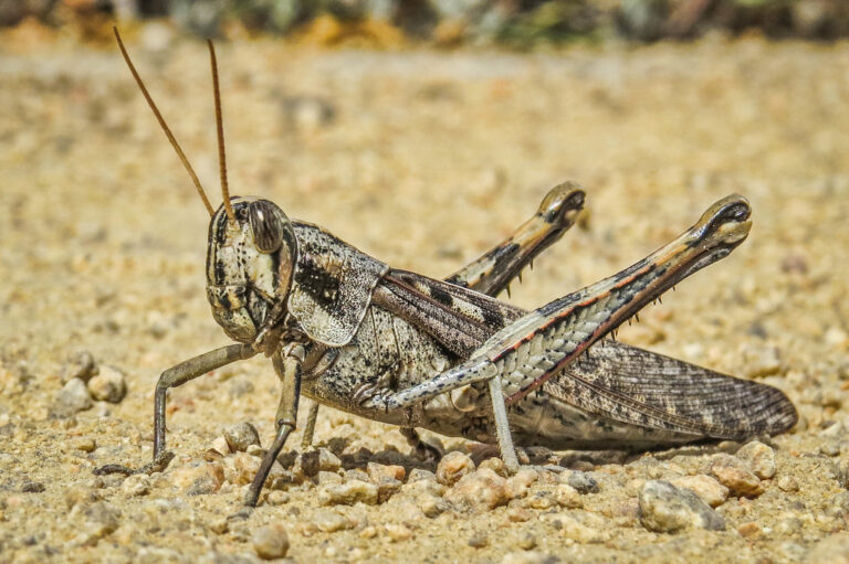 11 Types of Grasshoppers in Arizona: Complete Desert Species Guide