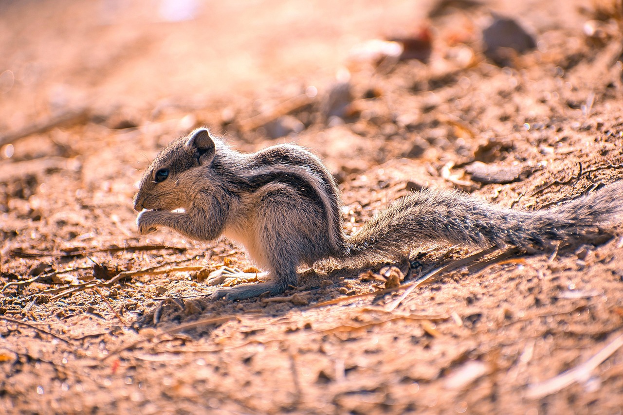 Types of Ground Squirrels