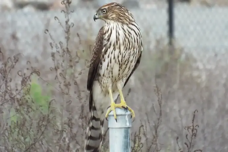 Types of Hawks in South Carolina: A Complete Guide