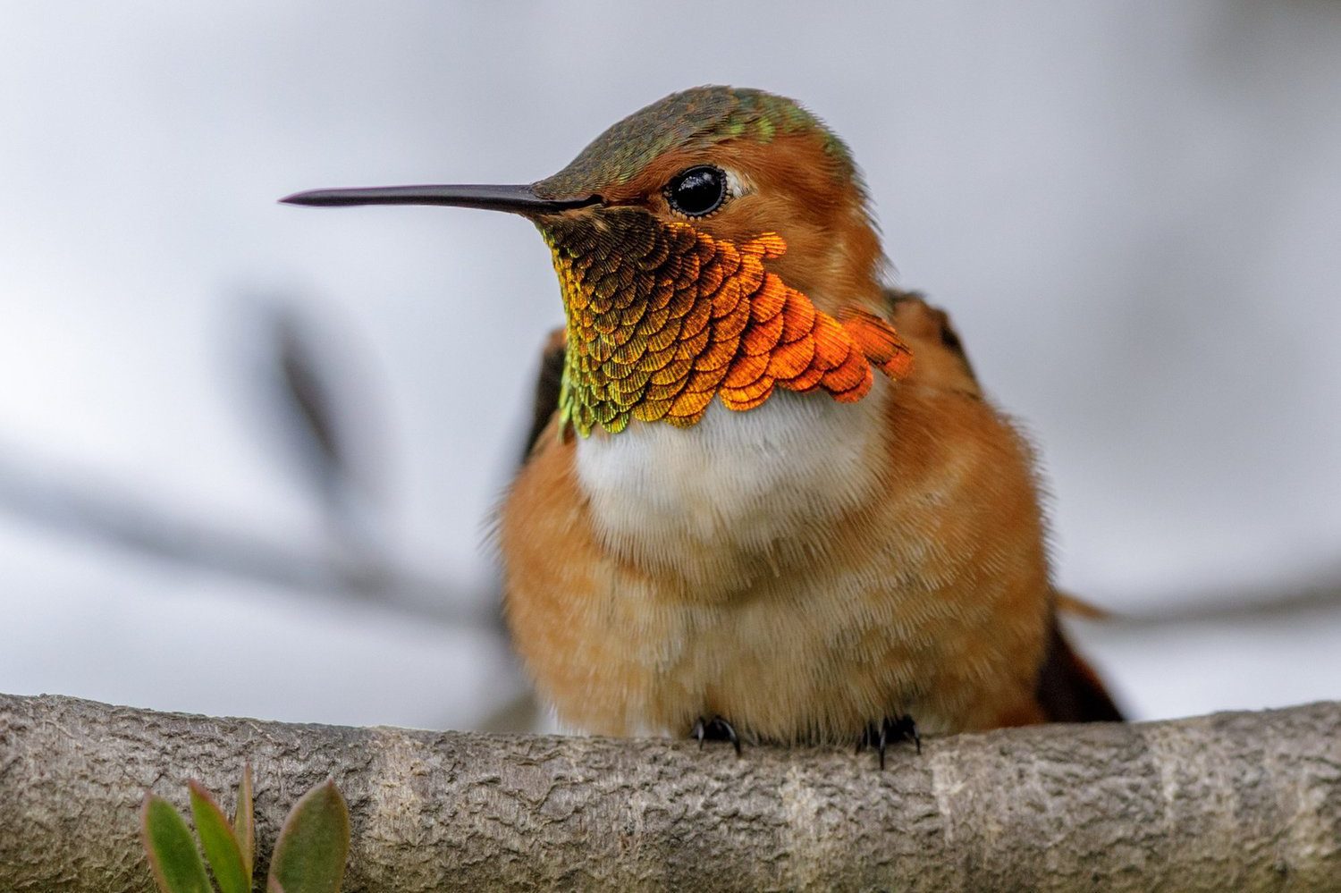 types of hummingbirds in maryland