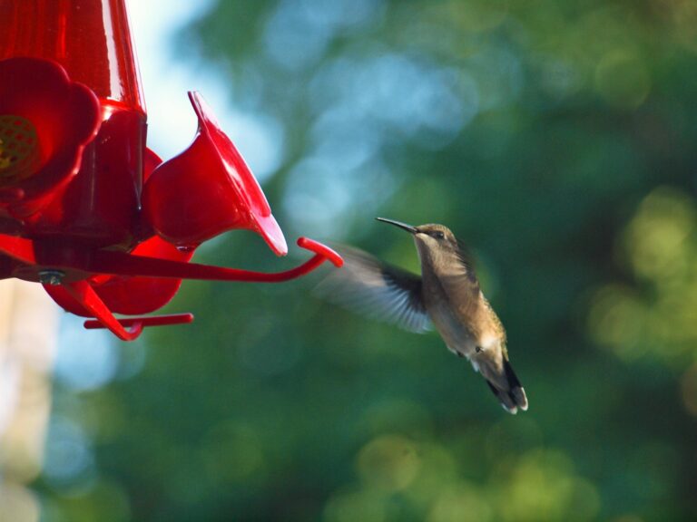 4 Types of Hummingbirds in Missouri: Complete Species Guide