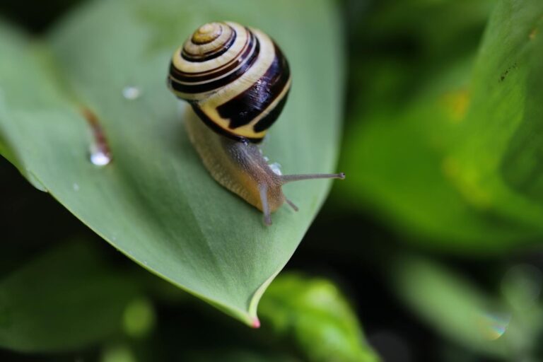 17 Types of Snails in Georgia: Complete Identification Guide for Native and Invasive Species