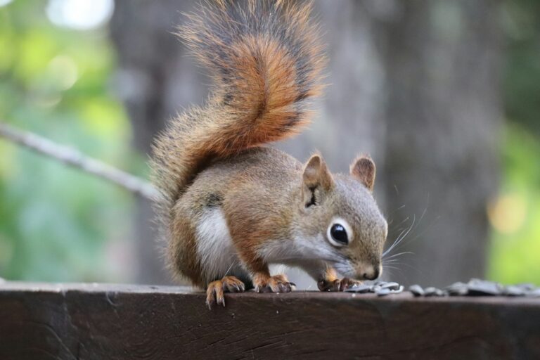 8 Types of Squirrels in New York: Complete Species Identification Guide (2025)