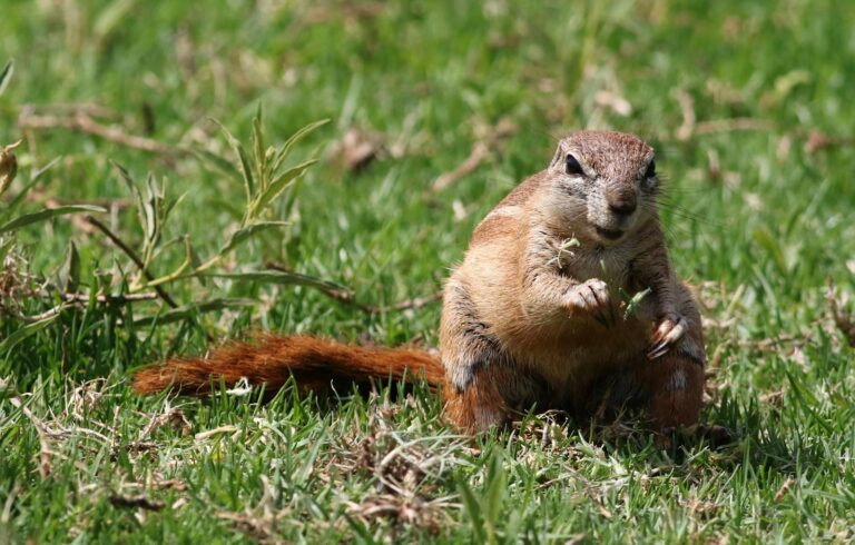 7 Types of Squirrels in Ohio: Complete Identification Guide for Backyard Wildlife Enthusiasts