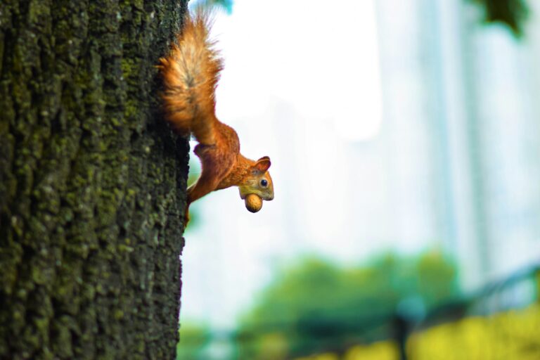 7 Types of Squirrels in Wisconsin: Complete Identification Guide (2025)