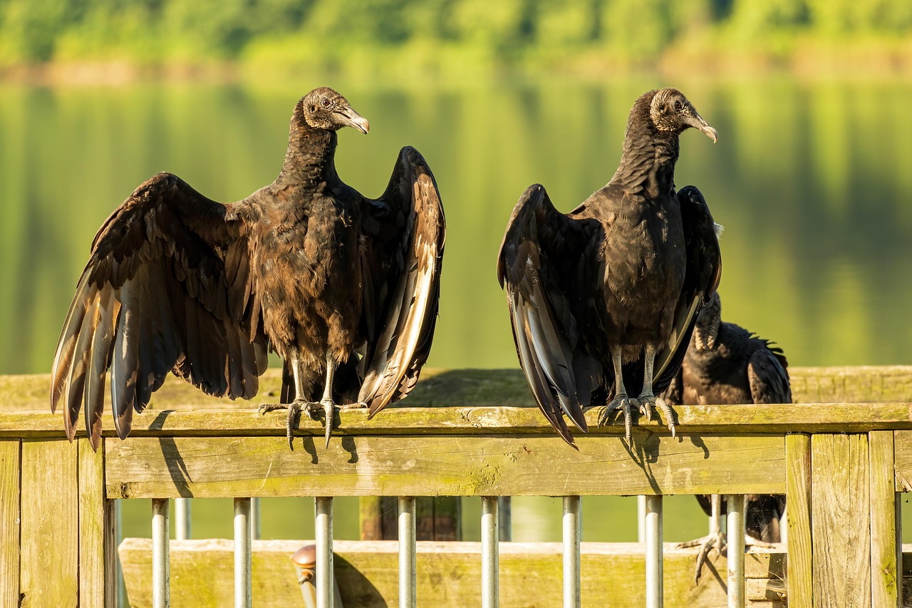 Types of Vultures in Tennessee