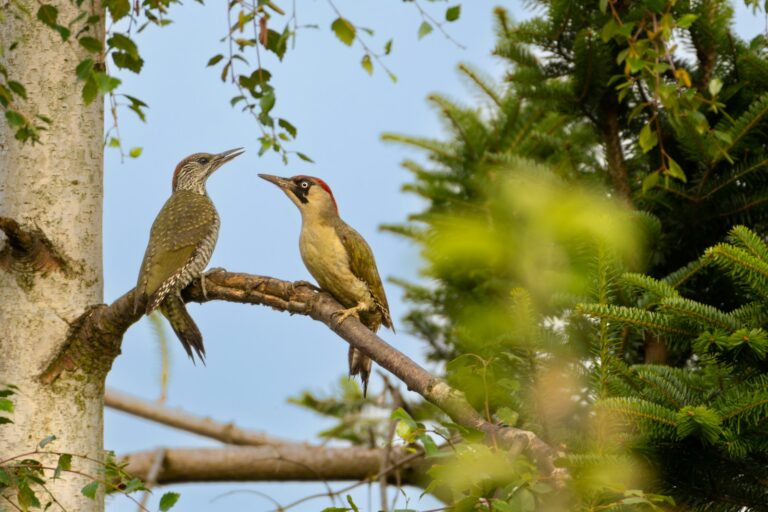 8 Types of Woodpeckers in Florida: Complete ID Guide with Photos