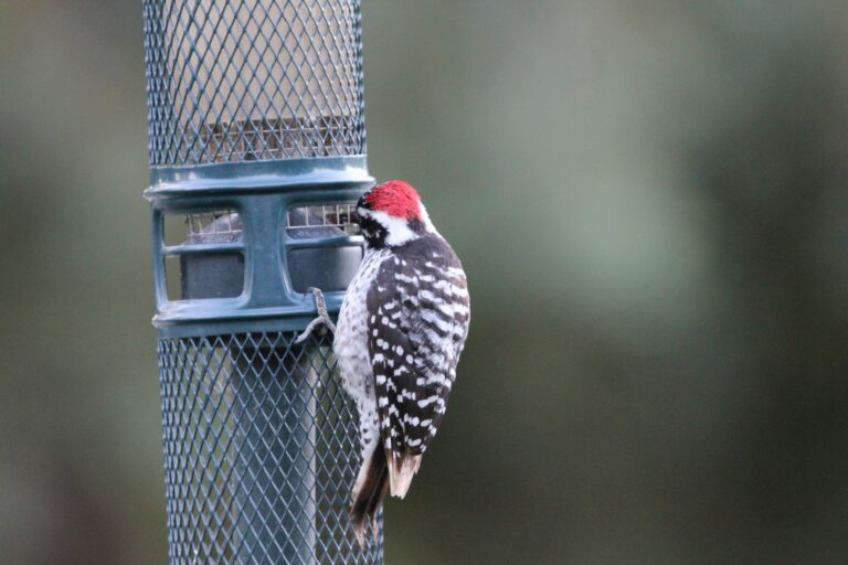 8 Types of Woodpeckers in Kentucky: Complete Identification Guide