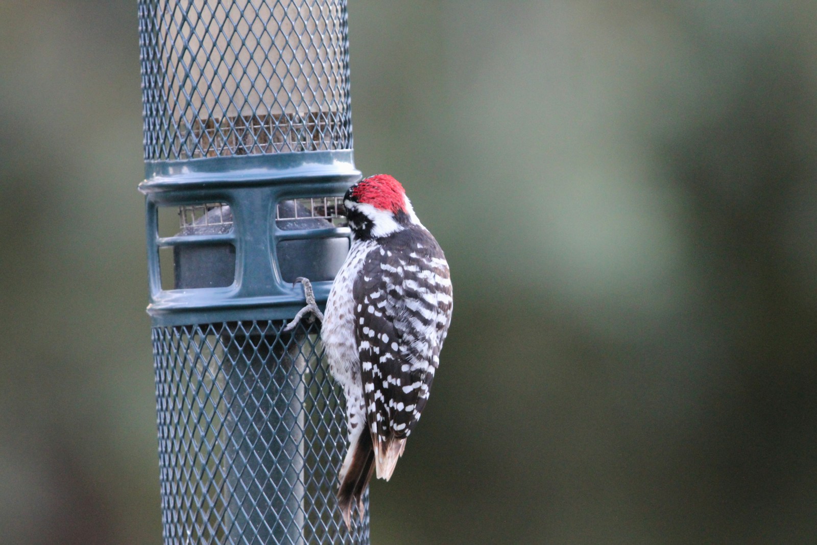 Types of Woodpeckers in Kentucky