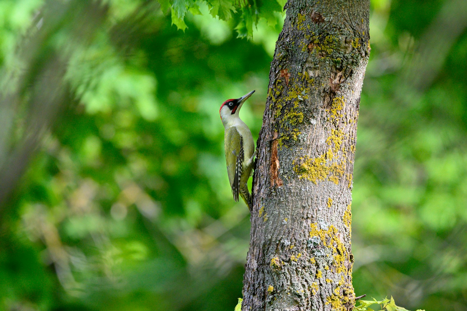 Types of Woodpeckers in Missouri