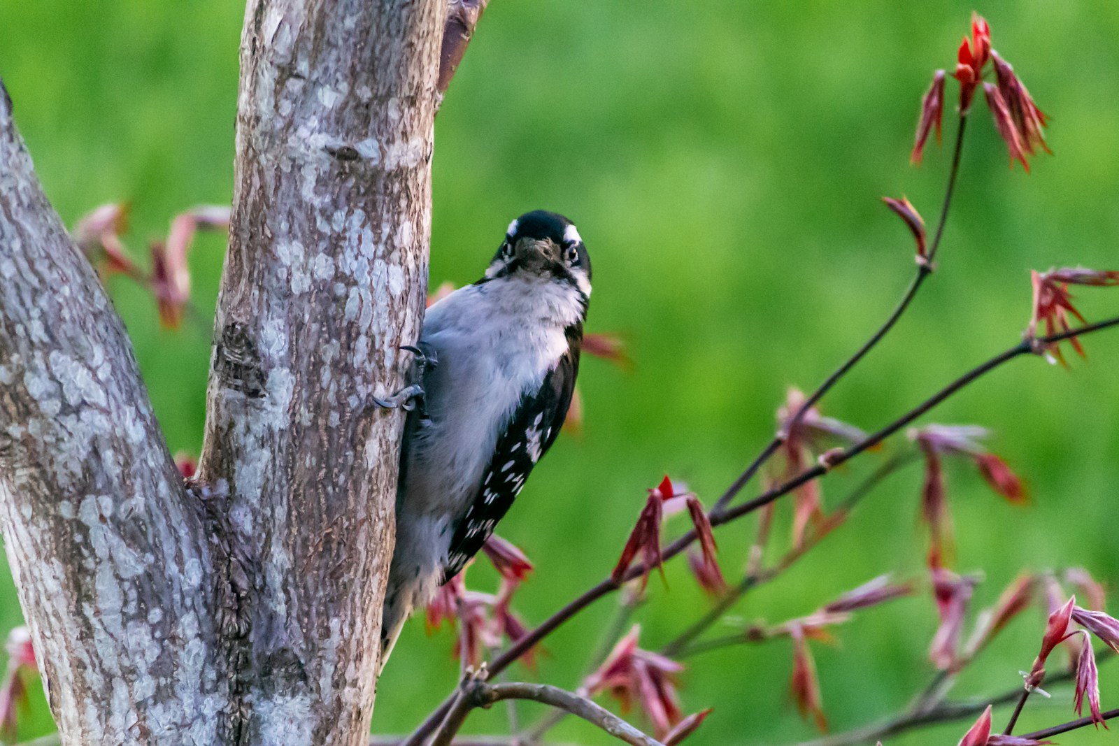 Types of Woodpeckers in Wisconsin