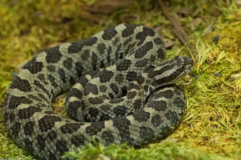 11 Venomous Animals in Ohio: Complete Safety and Identification Guide