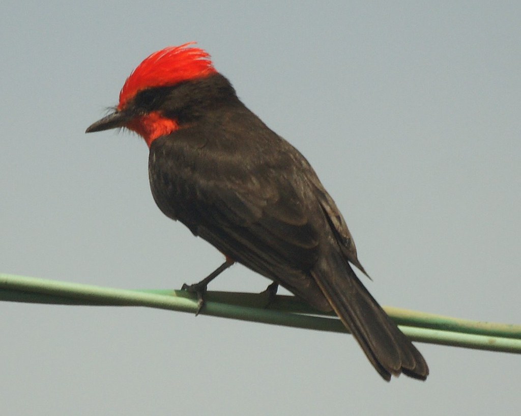 Vermilion Flycatcher