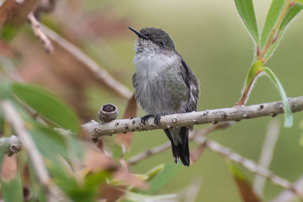 Vervain Hummingbird