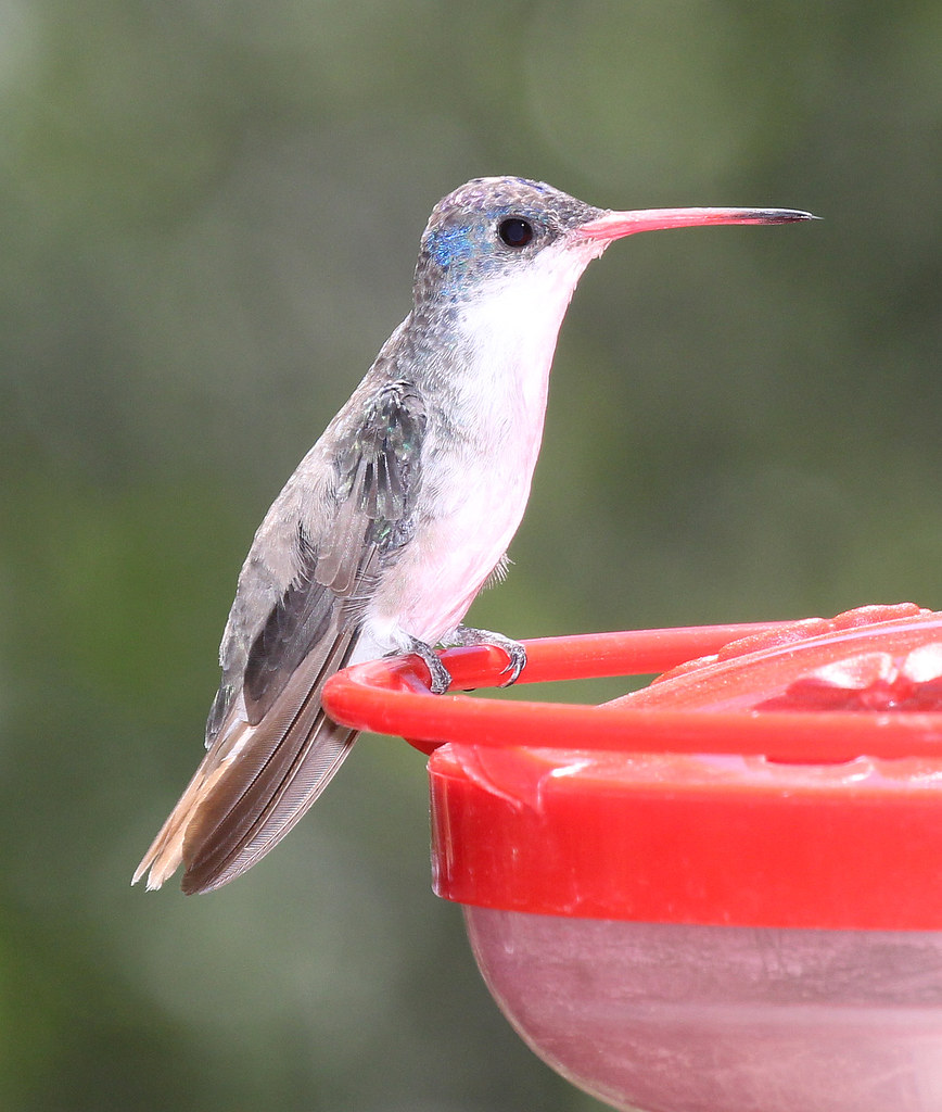 Violet-crowned Hummingbird