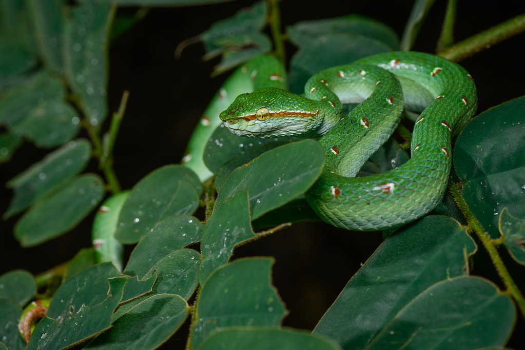 Wagler's Pit Viper