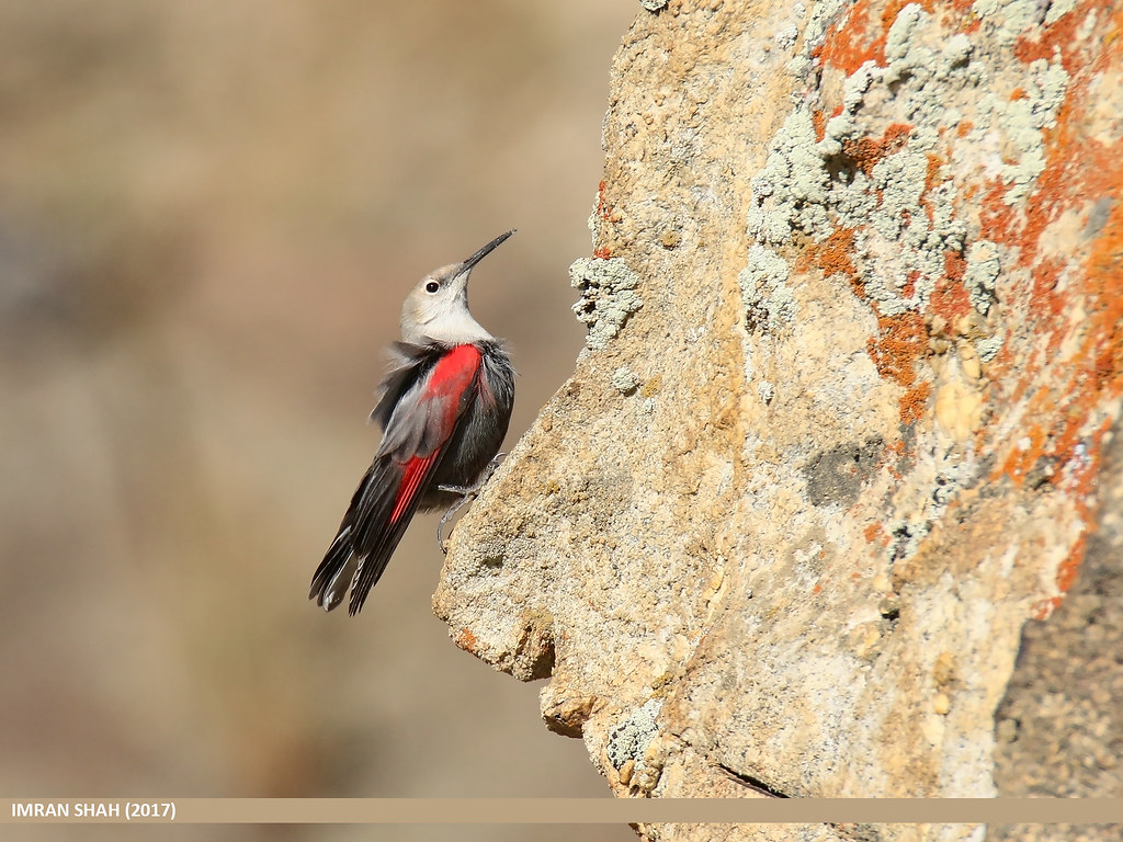 Wallcreeper