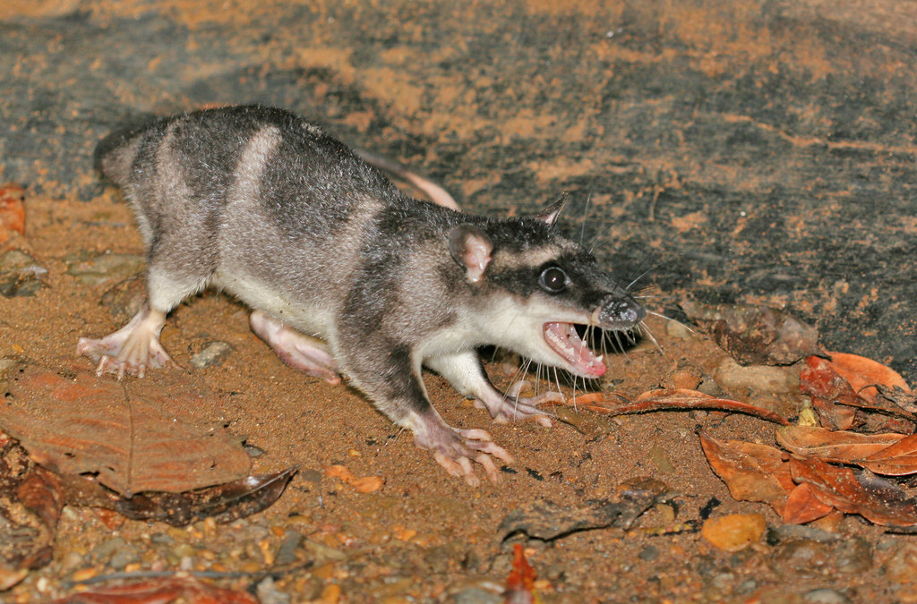 Water Opossum